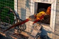 Golden Pheasant is a bright exotic bird living on a farm for breeding Royalty Free Stock Photo