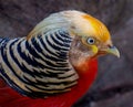 Golden Pheasant Royalty Free Stock Photo