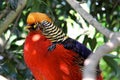 The Golden Pheasant or Chinese Phea