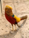 Golden Pheasant. Chinese Pheasant. Royalty Free Stock Photo