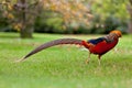 Golden Pheasant or Chinese Pheasant Royalty Free Stock Photo