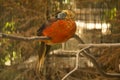 Golden pheasant,  Chinese pheasant Chrysolophus pictus. Royalty Free Stock Photo