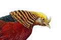 Golden Pheasant-Chrysolophus pictus