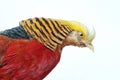 Golden Pheasant - Chrysolophus pictus