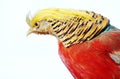Golden Pheasant-Chrysolophus pictus