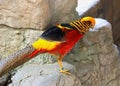 Golden pheasant chrysolophus pictus