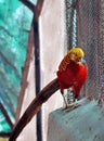 The Golden Pheasant Chrysolophus Pictus, Also Known As The Chinese Pheasant, And Rainbow Pheasant, Is A Gamebird Of The Order