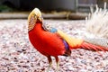 Golden Pheasant, Chrysolophus pictus