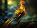 Golden Pheasant Chrysolophus pictus Made With Generative AI illustration