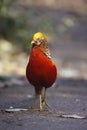 Golden pheasant, Chrysolophus pictus,