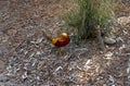 A pair of Golden pheasants (Chrysolophus pictus)