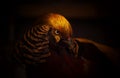 Golden pheasant on a dark background. Close-up. Unrecognizable place. Selective focus