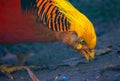 Golden pheasant eats seeds from the ground