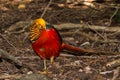 Golden Pheasant foraging full length standing on the ground facing the camera Royalty Free Stock Photo