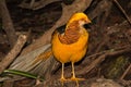 Golden Pheasant full length standing on the ground facing the camera. Royalty Free Stock Photo