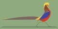 Golden pheasant on a green background Royalty Free Stock Photo