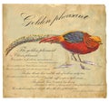 Golden Pheasant - An hand painted vector Royalty Free Stock Photo