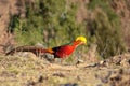 Golden pheasant