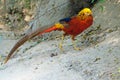 Golden pheasant Royalty Free Stock Photo