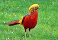 Golden Pheasant Royalty Free Stock Photo