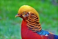 Golden pheasant bird
