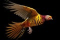 A Golden Pheasant in mid-flight, with its wings spread wide and its feathers visible in motion Royalty Free Stock Photo