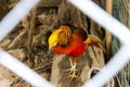 Golden Pheasant Royalty Free Stock Photo