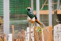 Golden pheasant. Poultry yard. Bird with Bright Feathers