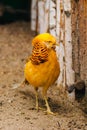 Golden pheasant. Poultry yard. Bird with Bright Feathers