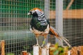 Golden pheasant. Poultry yard. Bird with Bright Feathers