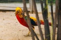 Golden pheasant. Poultry yard. Bird with Bright Feathers