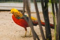 Golden pheasant. Poultry yard. Bird with Bright Feathers
