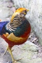 Golden pheasant, Red golden pheasant, Chinese pheasant Royalty Free Stock Photo