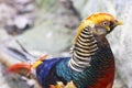 Golden pheasant, Red golden pheasant, Chinese pheasant Royalty Free Stock Photo