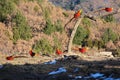 Golden pheasant Royalty Free Stock Photo