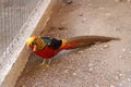 Golden Pheasant Splendor: Vibrant Beauty in Captivity