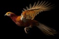 A Golden Pheasant in mid-flight, with its wings spread wide and its feathers visible in motion Royalty Free Stock Photo