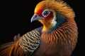 Beautiful Golden Pheasant Close Up. Colorful and Vibrant Animal.