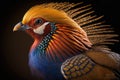 Beautiful Golden Pheasant Close Up. Colorful and Vibrant Animal.