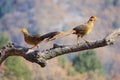 Golden pheasant subadult