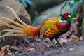 golden pheasant with tail feathers fanned out Royalty Free Stock Photo