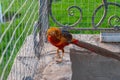 Golden pheasant walks in the garden next to the feeder. bright beautiful bird with a long tail Royalty Free Stock Photo