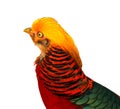 Golden Pheasant on white background. Royalty Free Stock Photo