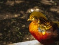 Golden pheasnt at Prinknash Bird and Deer Park