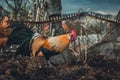 Golden Phoenix rooster hen is feeding and pecking on the compost on the farm. Golden domestic cock in free range breeding -