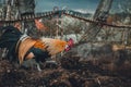 Golden Phoenix rooster hen is feeding and pecking on the compost on the farm. Golden domestic cock in free range breeding -