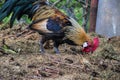 Golden Phoenix rooster on the traditional rural farmyard. Free range poultry farming Royalty Free Stock Photo