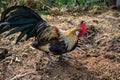 Golden Phoenix rooster on the traditional rural farmyard. Free range poultry farming Royalty Free Stock Photo