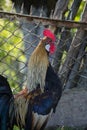 Golden Phoenix rooster on the traditional rural farmyard. Free range poultry farming Royalty Free Stock Photo