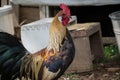 Golden Phoenix rooster on the traditional rural farmyard. Free range poultry farming Royalty Free Stock Photo